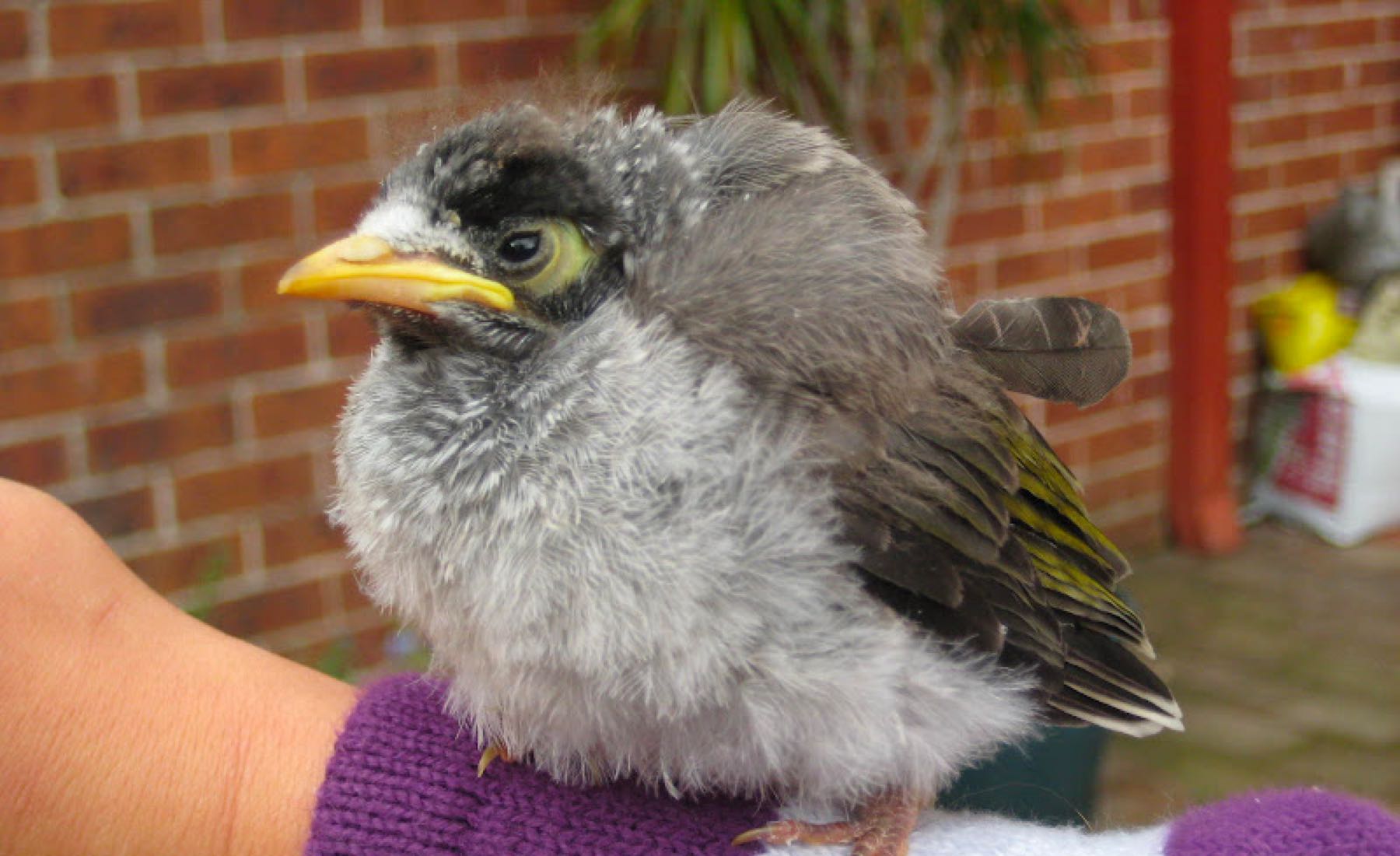 Sydney Wildlife Rescue What should I do if I find a nestling
